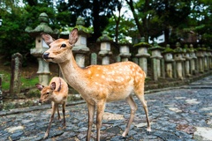 19.HIS JP NAR Nara Deer Park 1 ASL